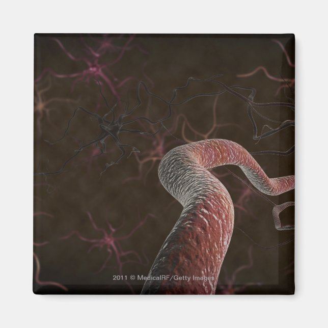 Íman Renderização digital de neurônios (Frente)