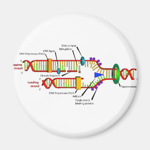 Íman Replicação de DNA