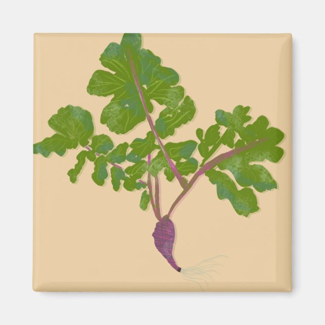 Íman Repolho Nabo Plantas Jardinagem    (Frente)