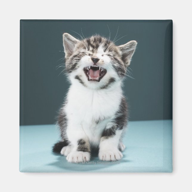 Íman Reprodução de Kitten (Frente)