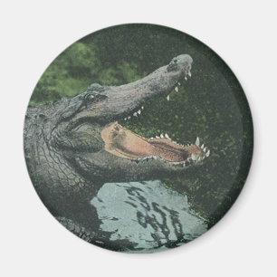 Íman Répteis Crocodilos, Vida Animal Marinha Vintage