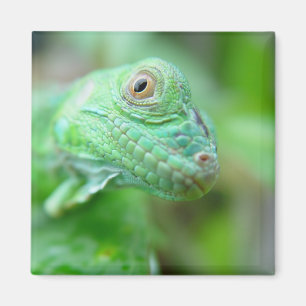 Íman Réptil verde do lagarto da iguana no ímã da fol