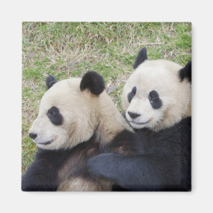 Íman Reserva de Wolong, China, Panda gigante abraçando