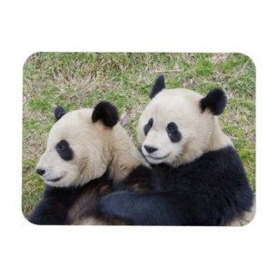 Íman Reserva de Wolong, China, Panda gigante abraçando