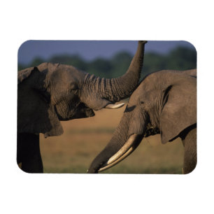 Íman Reserva do jogo de África, Kenya, Mara do Masai,