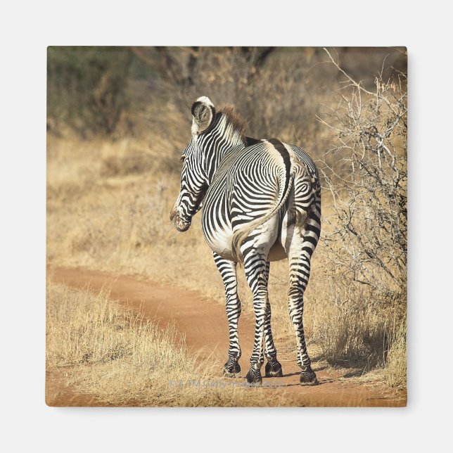 Íman Reserva Nacional de Samburu, Quénia (Frente)