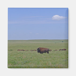 Íman Reserva Nacional de Tallgramínea Prairie - Kansas
