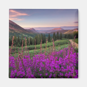 Íman Ressurgimento de Girassol Crested Butte, Colorad