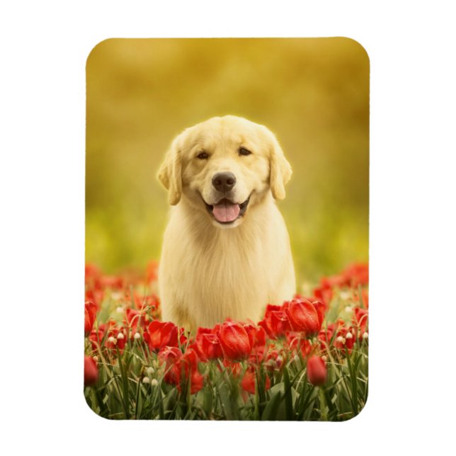 Íman Retemporizador de ouros em Flores Vermelhas (Vertical)