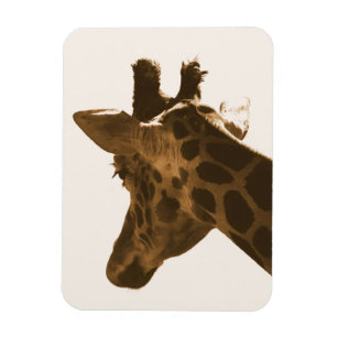 Íman Reticular perfil Girafa