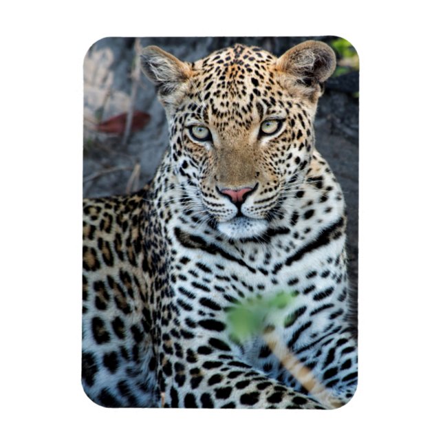 Íman Retrato aproximado de leopardo sentado (Vertical)