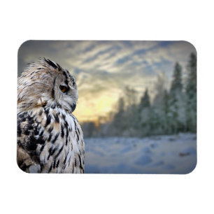 Íman Retrato da coruja no fundo da floresta do inverno