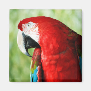 Íman Retrato da Macaw