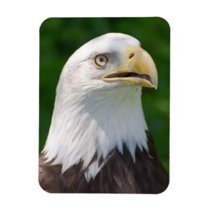 Íman Retrato de Águia Americana