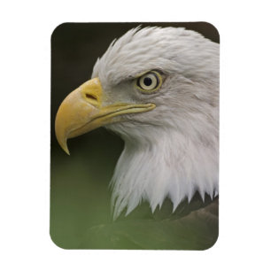 Íman Retrato de Águia Americana Adulta, Haliaeetus