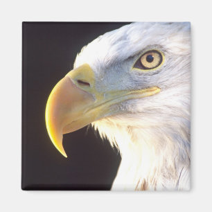 Íman Retrato de Águia Americana, Haliaeetus leucocephal