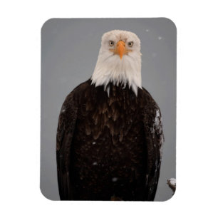 Íman Retrato de Águia Careca na Neve, Haliaeetus
