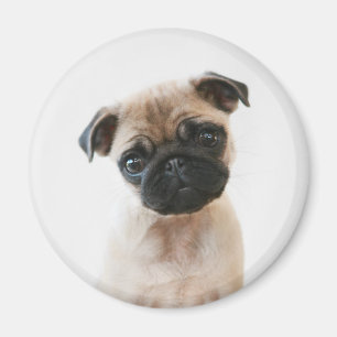 Íman Retrato de Baby Pug
