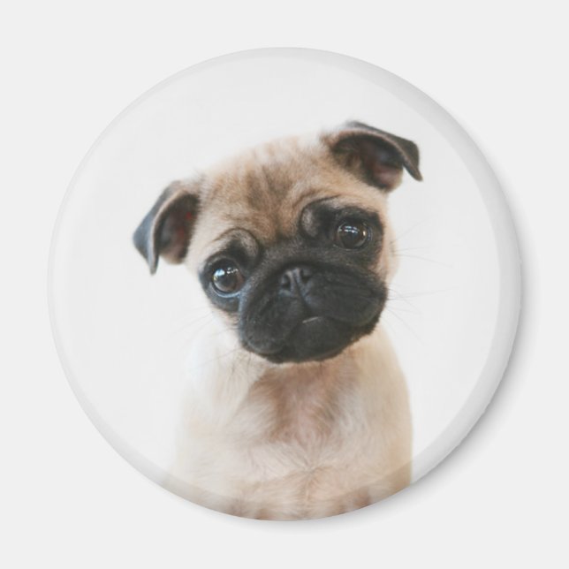 Íman Retrato de Baby Pug (Frente)