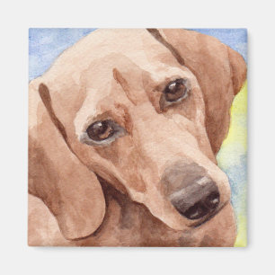 Íman Retrato de Cão-Dachshund, de Casaco Curto
