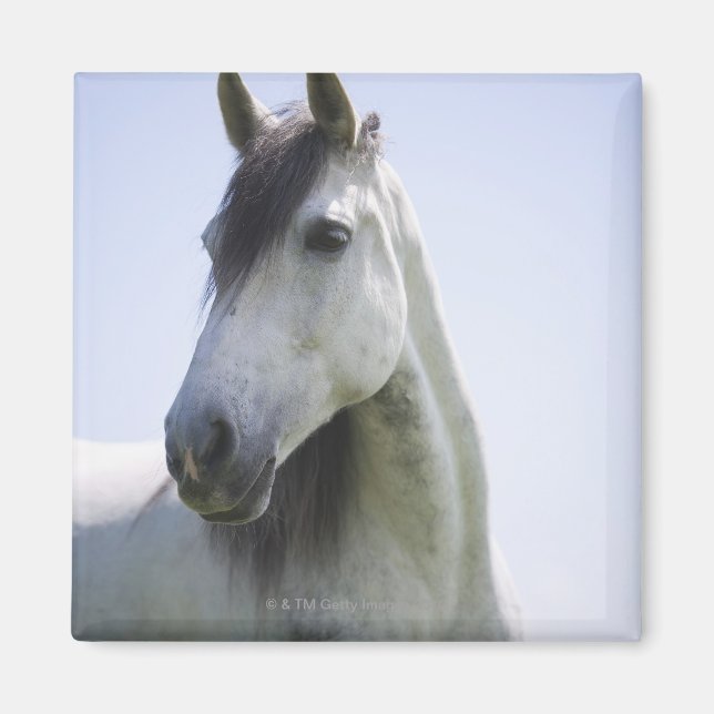 Íman retrato de cavalo branco (Frente)