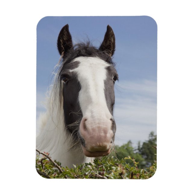 Íman Retrato de cavalo Clydesdale (Vertical)