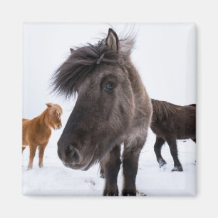 Íman Retrato de cavalo islandês, Islândia