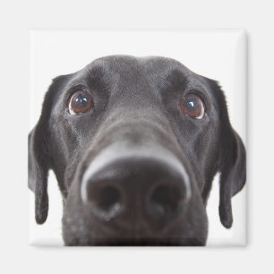 Íman Retrato de Closeup Black Labrador