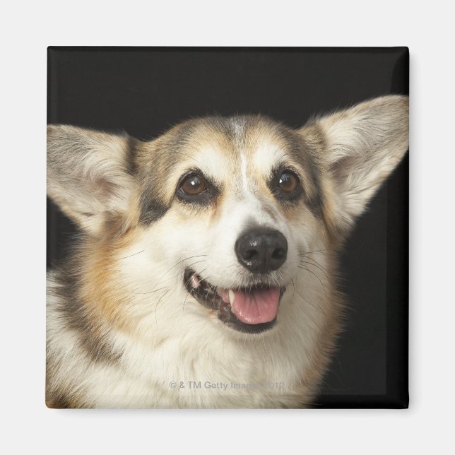 Íman Retrato de Corgi preto, castanho e branco (Frente)