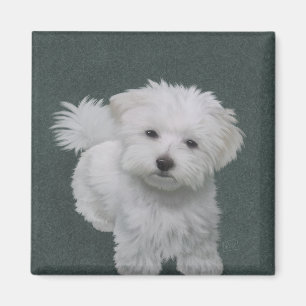Íman Retrato de estimação de cachorrinho branco