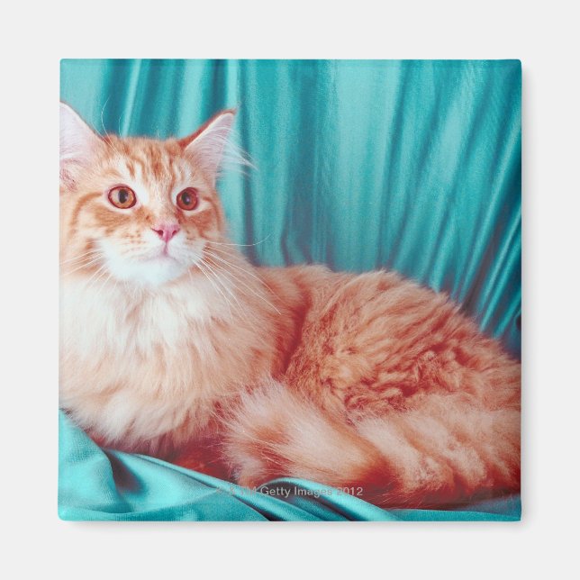 Íman Retrato de gato (Frente)