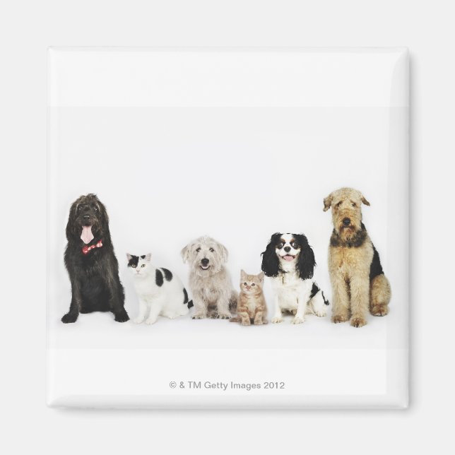 Íman Retrato de gatos e cães sentados juntos (Frente)