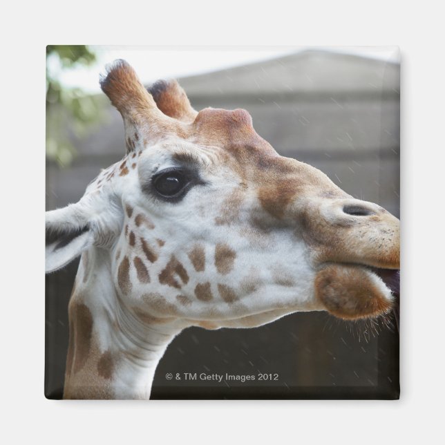 Íman Retrato de Girafa (Giraffa camelopardalis) (Frente)