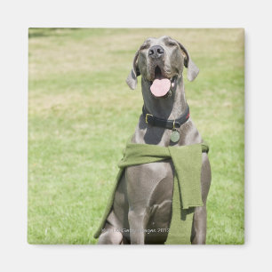 Íman Retrato de great dane azul