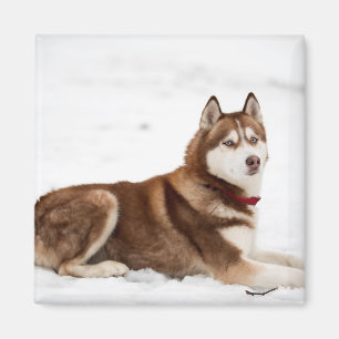Íman Retrato de Husky Siberiano