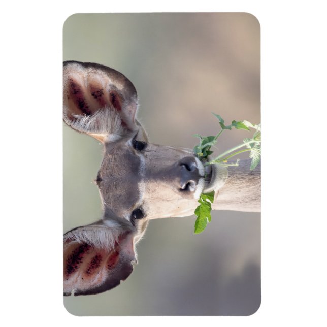 Íman Retrato de Kudu (Vertical)