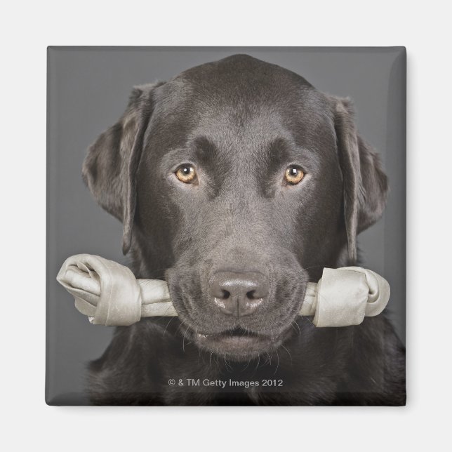 Íman Retrato de labrador de chocolate (Frente)