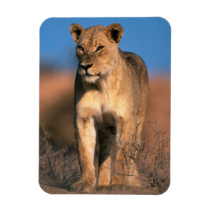 Íman Retrato de Leoa (Panthera Leo)