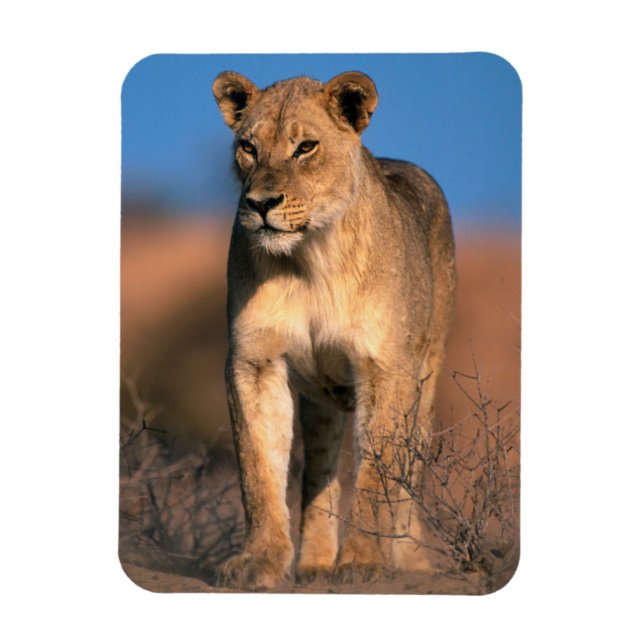 Íman Retrato de Leoa (Panthera Leo) (Vertical)