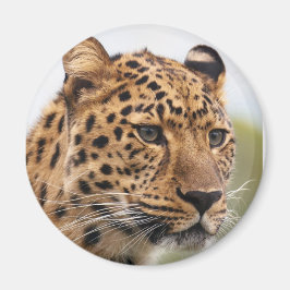Íman Retrato de Leopardo