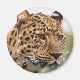 Íman Retrato de Leopardo