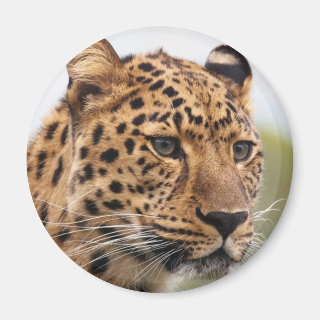 Íman Retrato de Leopardo (Frente)