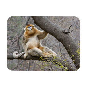 Íman Retrato de macaco dourado macho na árvore