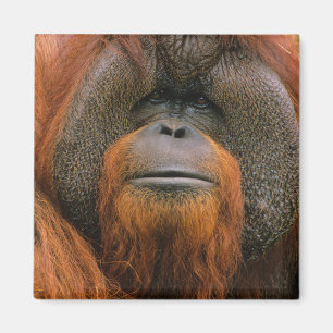 Íman Retrato de Orang-utango Macho, Geórgia, EUA