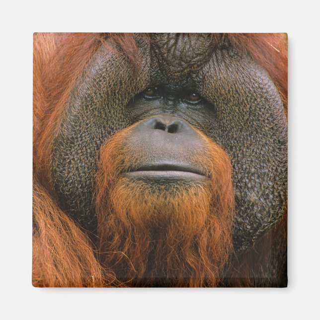 Íman Retrato de Orang-utango Macho, Geórgia, EUA (Frente)