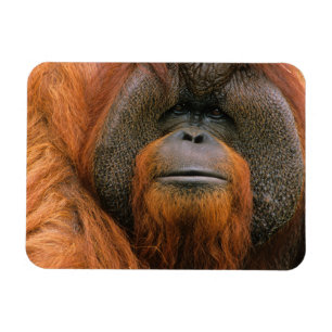 Íman Retrato de Orangutango macho, Geórgia, EUA