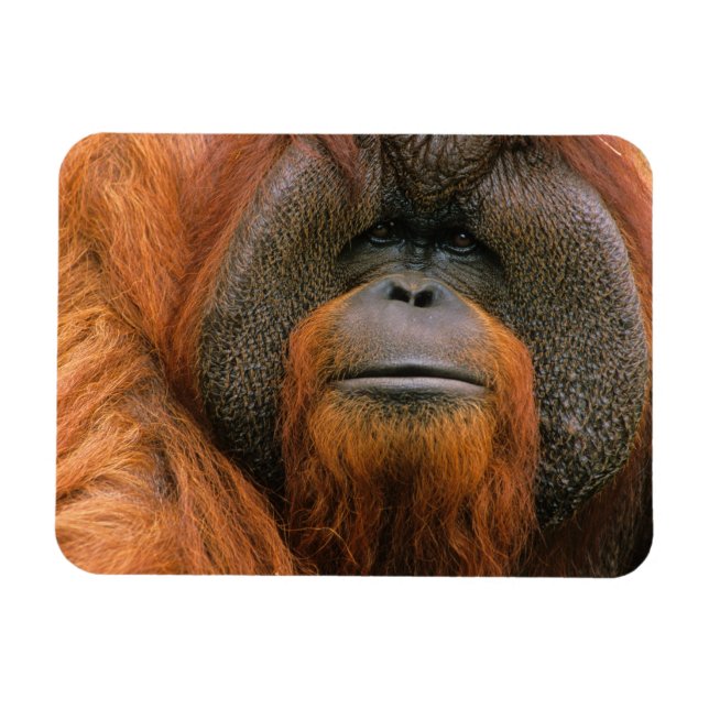 Íman Retrato de Orangutango macho, Geórgia, EUA (Horizontal)