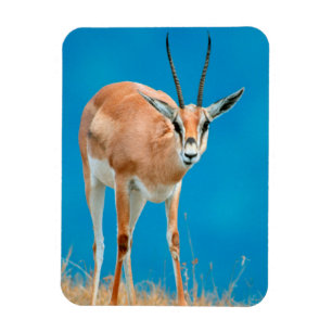 Íman Retrato de Ovelha de Gazela de Grant (Gazella Gran
