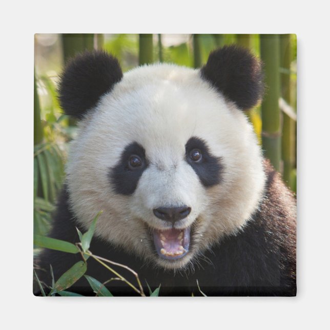 Íman Retrato de Panda Sorridente (Frente)