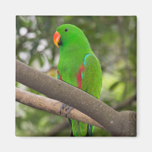 Íman Retrato de Papagaio Verde